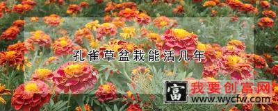 孔雀草盆栽能活几年