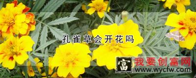 孔雀草会开花吗