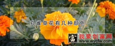 孔雀草花有几种颜色