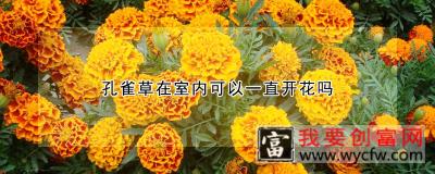 孔雀草在室内可以一直开花吗