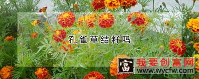 孔雀草结籽吗