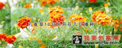 孔雀草10月份开花几月播种