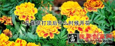 孔雀草打顶后什么时候开花