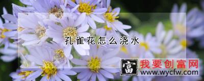 孔雀花怎么浇水