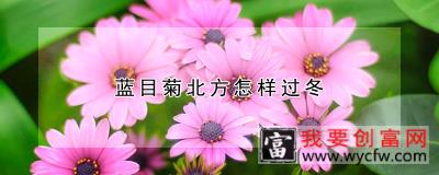 蓝目菊北方怎样过冬