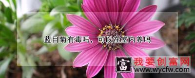 蓝目菊有毒吗，可以在室内养吗