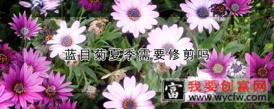 蓝目菊夏季需要修剪吗