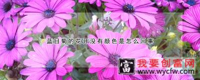 蓝目菊的花开没有颜色是怎么回事