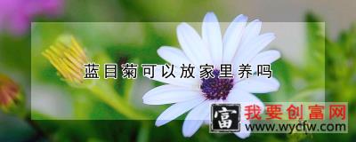 蓝目菊可以放家里养吗