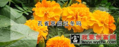 孔雀草能过冬吗