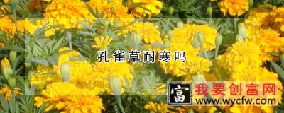 孔雀草耐寒吗