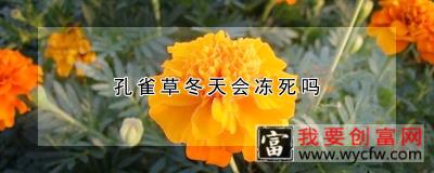 孔雀草冬天会冻死吗