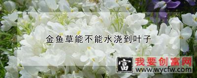 金鱼草能不能水浇到叶子