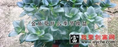 金鱼草什么季节换盆