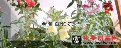 金鱼草怕冻吗