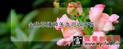 金鱼草播种多久可以开花