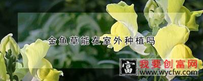 金鱼草能在室外种植吗