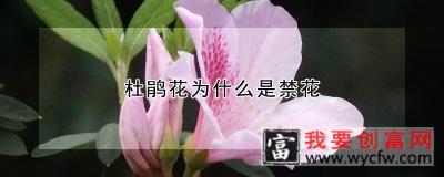 杜鹃花为什么是禁花