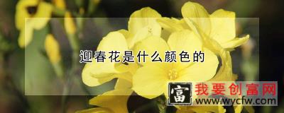 迎春花是什么颜色的