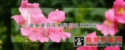 金鱼草开花期间可以施肥吗