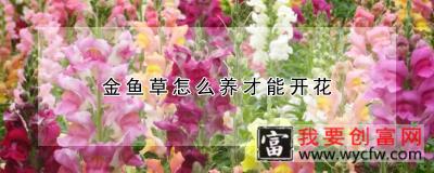 金鱼草怎么养才能开花