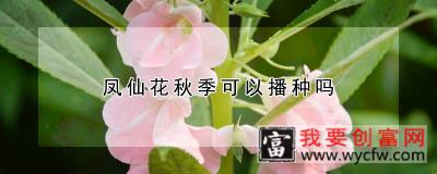 凤仙花秋季可以播种吗