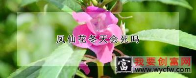 凤仙花冬天会死吗