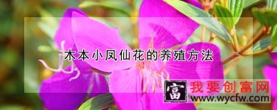 木本小凤仙花的<a href=https://www.wycfw.com/e/tags/?tagid=63 target=_blank class=infotextkey><a href=https://www.wycfw.com/yangzhi/ target=_blank class=infotextkey>养殖</a></a>方法