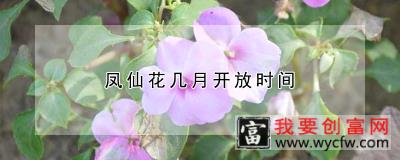 凤仙花几月开放时间