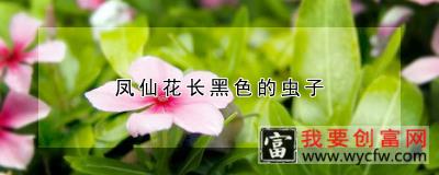 凤仙花长黑色的虫子