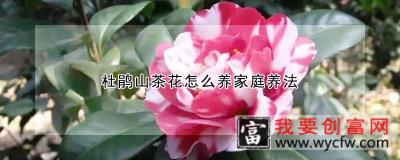 杜鹃山茶花怎么养家庭养法