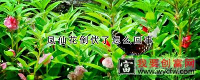 凤仙花倒伏了怎么回事