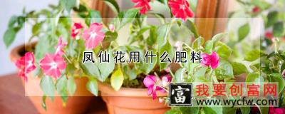 凤仙花用什么<a href=https://www.wycfw.com/zhongzhi/xg/fl/ target=_blank class=infotextkey><a href=https://www.wycfw.com/zhongzhi/xg/fl/ target=_blank class=infotextkey>肥料</a></a>