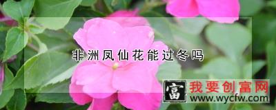 非洲凤仙花能过冬吗