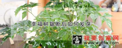 幸福树锯断后如何发芽