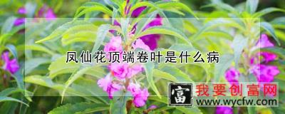 凤仙花顶端卷叶是什么病