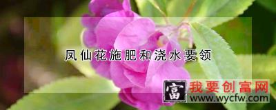 凤仙花施肥和浇水要领