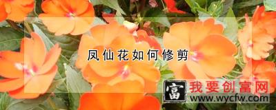 凤仙花如何修剪