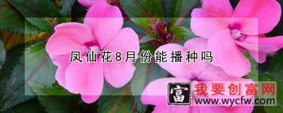 凤仙花8月份能播种吗