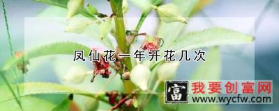 凤仙花一年开花几次