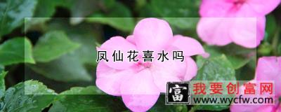 凤仙花喜水吗