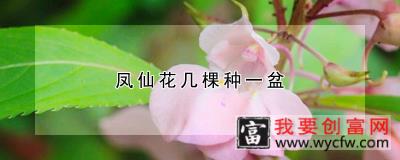 凤仙花几棵种一盆