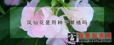 凤仙花是用种子繁殖吗