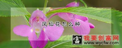 凤仙花怎么种