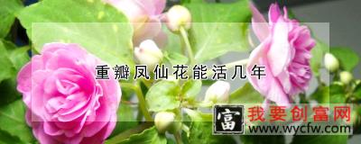 重瓣凤仙花能活几年