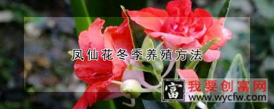 凤仙花冬季养殖方法