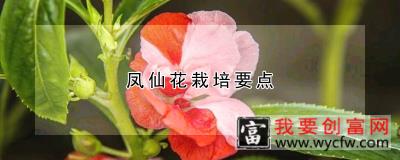 凤仙花栽培要点