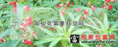 凤仙花需要打顶吗