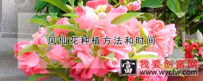 凤仙花<a href=https://www.wycfw.com/e/tags/?tagid=232 target=_blank class=infotextkey>种植方法</a>和时间