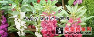 凤仙花盆栽<a href=https://www.wycfw.com/e/tags/?tagid=232 target=_blank class=infotextkey><a href=https://www.wycfw.com/zhongzhi/ target=_blank class=infotextkey>种植</a>方法</a>